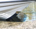 Gator Guard-BSS-DP