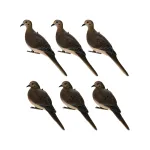 ZINK-AVXDOVE6PK