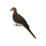 ZINK-AVXDOVE6PK