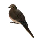 ZINK-AVXDOVE6PK